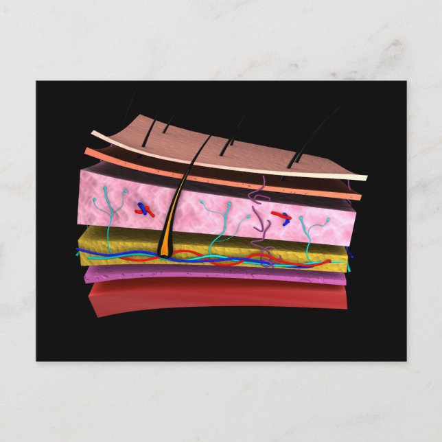 Postal Imagen Conceptual De Las Capas De Piel Humana 2 (Anverso)