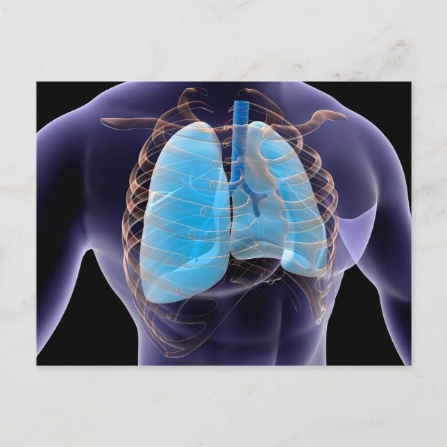 Postal Imagen Conceptual De Los Pulmones Humanos Y De La  (Anverso)