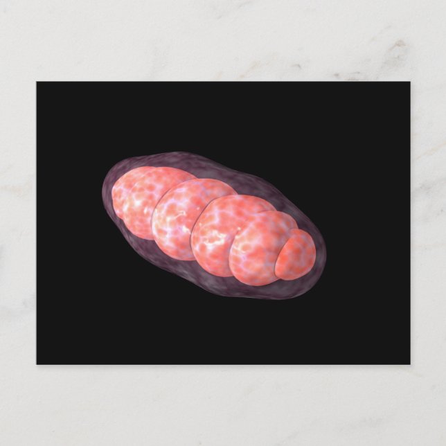 Postal Imagen Conceptual De Mitochondria 2 (Anverso)