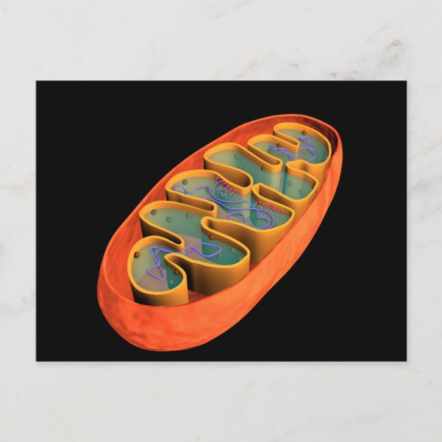 Postal Imagen Conceptual De Mitochondria 3 (Anverso)