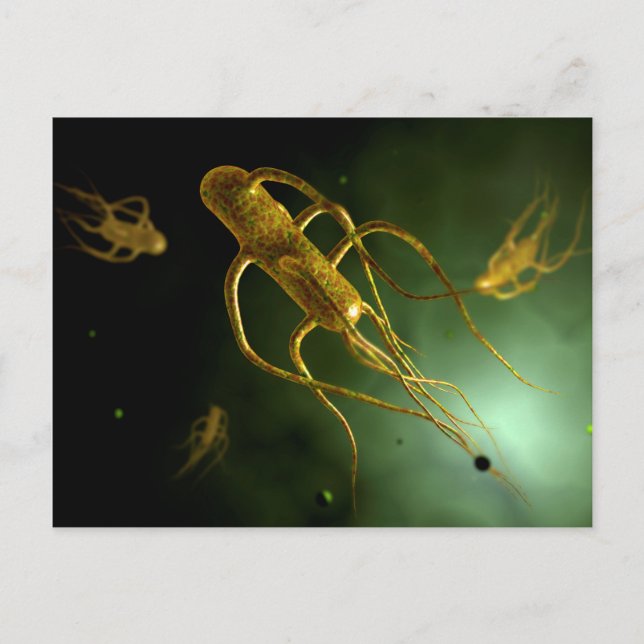 Postal Imagen Conceptual De Salmonella Typhi 2 (Anverso)
