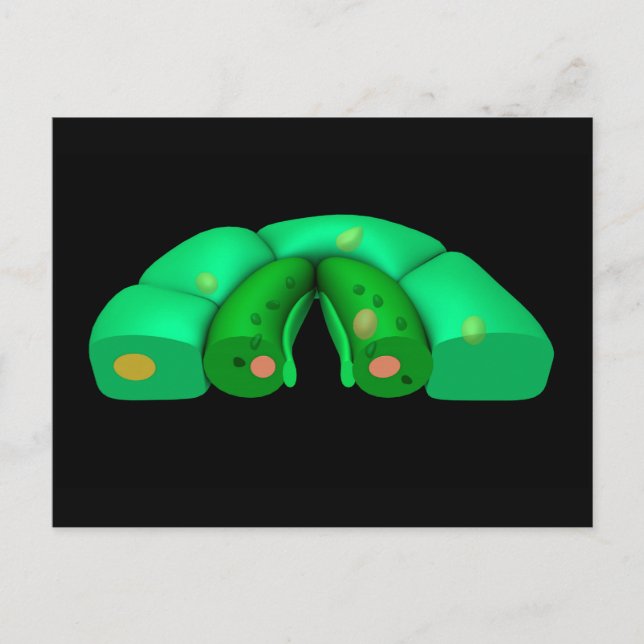 Postal Imagen Conceptual De Stomata 2 (Anverso)