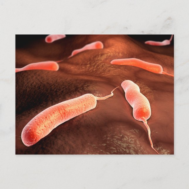 Postal Imagen Conceptual De Vibrio Cholerae 1 (Anverso)