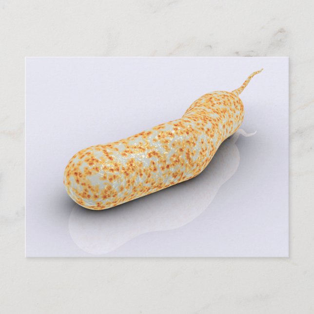 Postal Imagen Conceptual De Vibrio Cholerae 3 (Anverso)