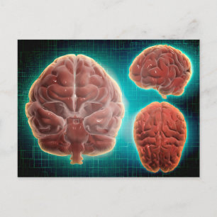 Postal Imagen Conceptual Del Cerebro Humano En Diferentes