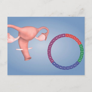 Postal Imagen Conceptual Del Órgano Reproductivo Femenino