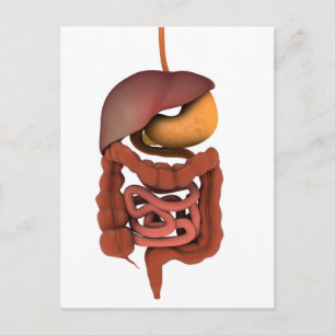 Postal Imagen Conceptual Del Sistema Digestivo Humano 2