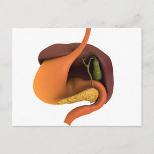 Postal Imagen Conceptual Del Sistema Digestivo Humano 4