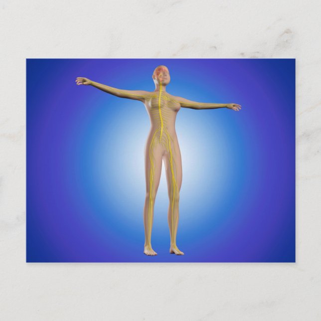 Postal Imagen Conceptual Del Sistema Nervioso Femenino (Anverso)