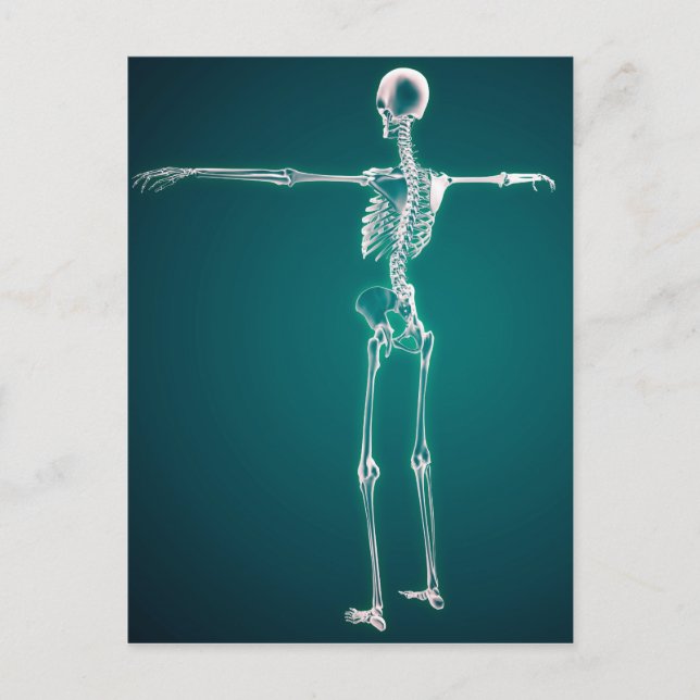 Postal Imagen Conceptual Del Sistema Óseo Humano (Anverso)