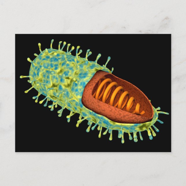 Postal Imagen conceptual del virus de la rabia 3 (Anverso)