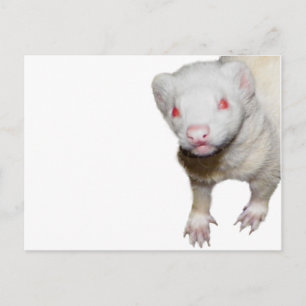 Postal Imagen de Albino Ferret