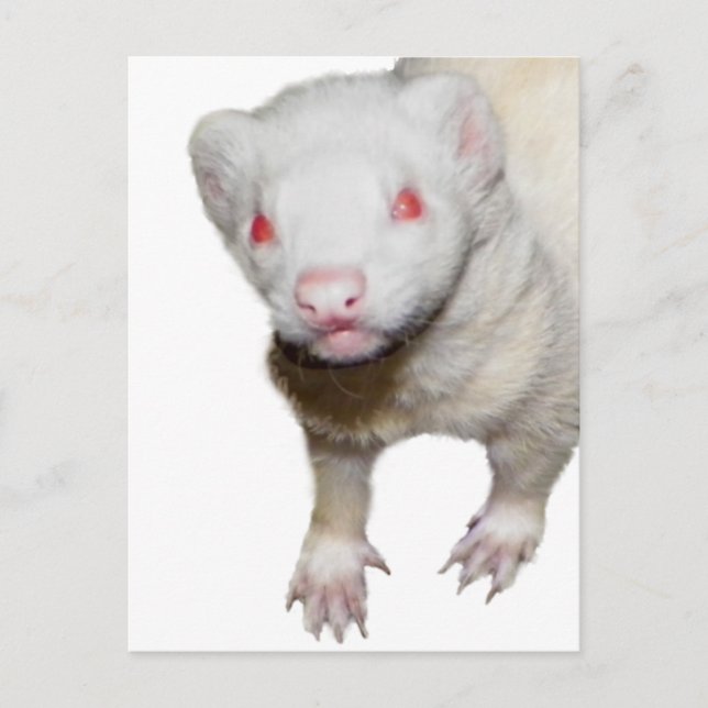 Postal Imagen de Albino Ferret (Anverso)