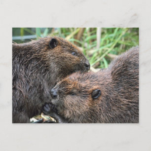 Postal Imagen de Beavers Grooming