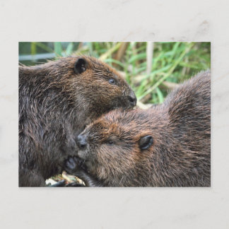 Postal Imagen de Beavers Grooming