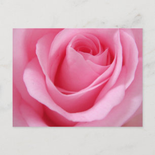 Postal Imagen de cerca de flor de rosa rosa