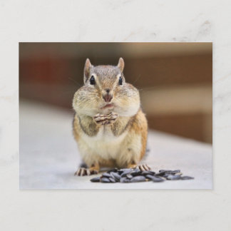 Postal Imagen de Chipmunk