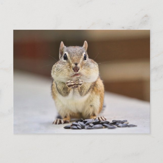 Postal Imagen de Chipmunk (Anverso)