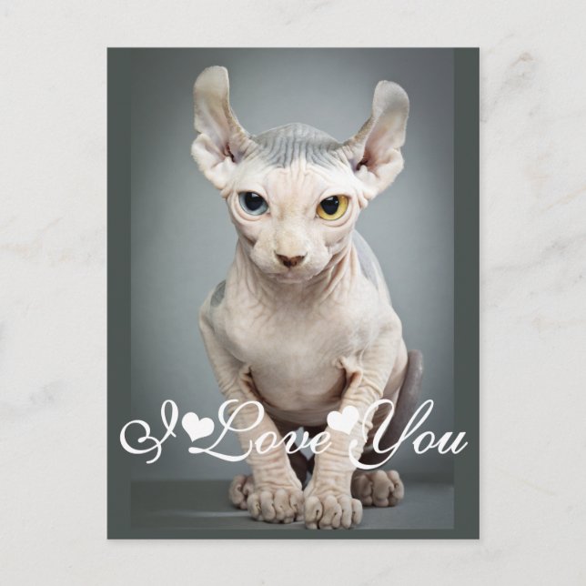 Postal Imagen de Elf Sphinx Cat Te Amo (Anverso)