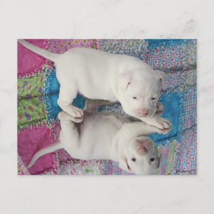 Postal Imagen de espejo