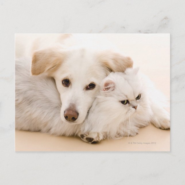 Postal Imagen de estudio de gato y perro (Anverso)