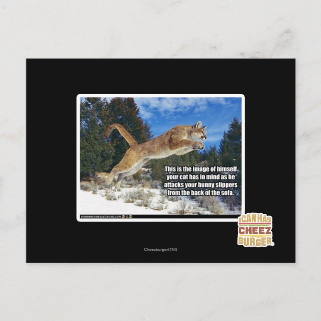Postal Imagen de gato (Anverso)