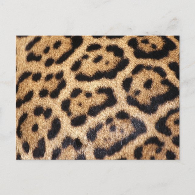 Postal Imagen de Jaguar Fur (Anverso)