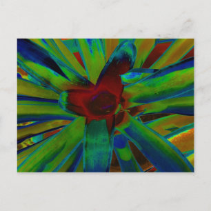 Postal Imagen de la planta de Bromeliad Rojo Azul Verde