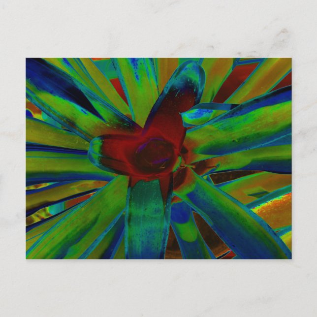 Postal Imagen de la planta de Bromeliad Rojo Azul Verde (Anverso)