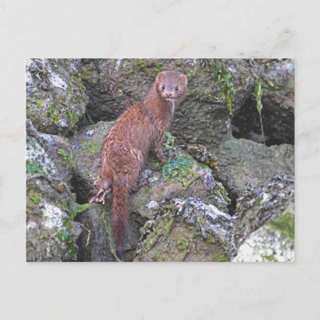 Postal Imagen de Mink (Anverso)