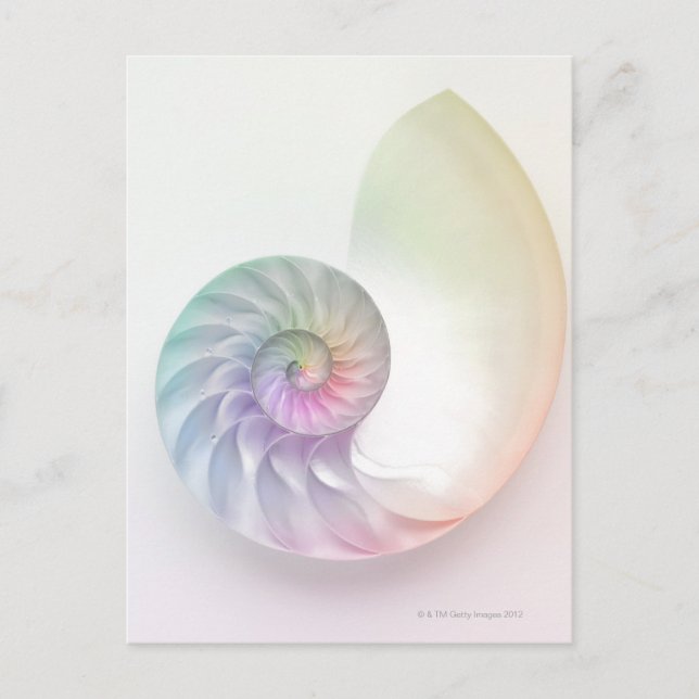 Postal Imagen de nátilus de color artístico (Anverso)