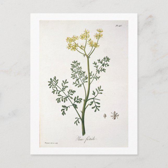 Postal Imagen de 'Phytographie Medicale' de Joseph Roques (Anverso)