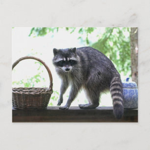 Postal Imagen de Raccoon