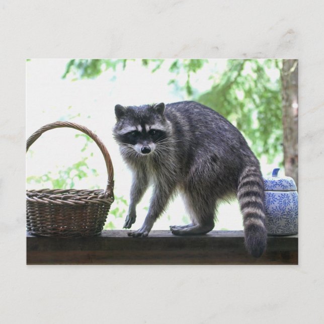 Postal Imagen de Raccoon (Anverso)