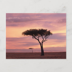 Postal Imagen de silueta de árbol de acacia al amanecer