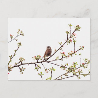 Postal Imagen de Sparrow cantando en un árbol floreciente