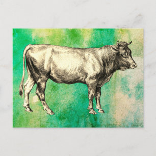 Postal Imagen de toro de vaca de granja vintage 