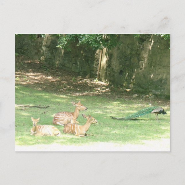 Postal Imagen del zoológico de Bronx (Anverso)