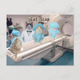 Postal Imagen divertida de la exploración de gatos