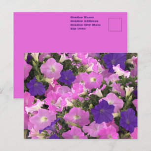 Postal Imagen fotográfica de flores rosa y púrpura de glo