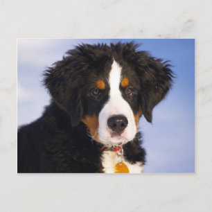 Postal Imagen linda del perrito del perro de montaña de