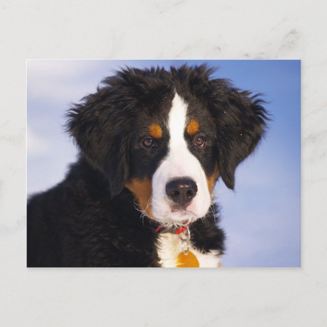 Postal Imagen linda del perrito del perro de montaña de (Anverso)