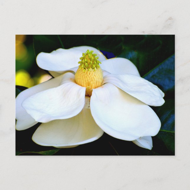 Postal imagen macro Flor de magnolia (Anverso)