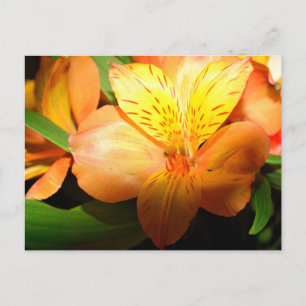 Postal Imagen macro que muestra la flor diurna