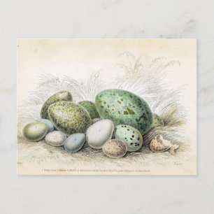 Postal Imagen victoriana de varios huevos de pájaro