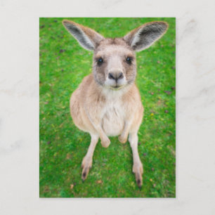 Postal Imágenes de Getty   Baby Kangaroo