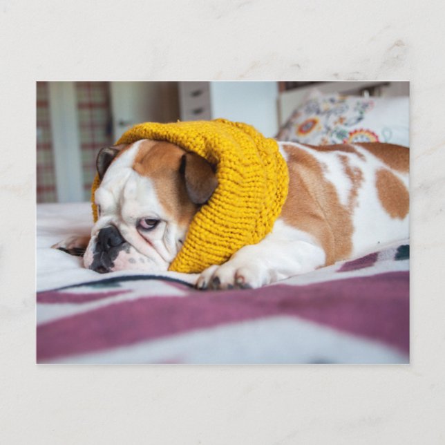 Postal Imágenes de Getty | Bulldog inglés (Anverso)