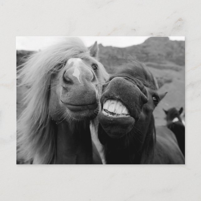 Postal Imágenes de Getty | Caballos sonrientes (Anverso)