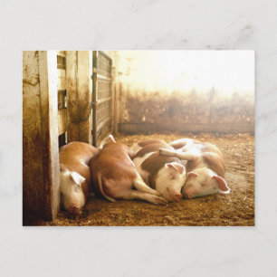 Postal Imágenes de Getty Cerdos en contrabando
