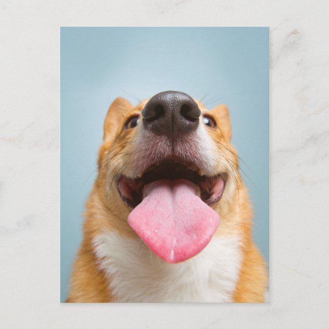 Postal Imágenes de Getty | Corgi Muy Feliz (Anverso)